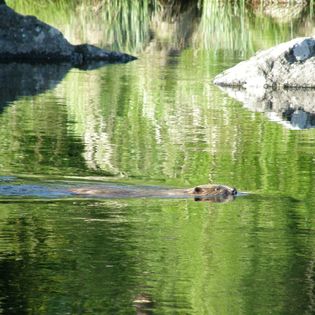 Bäversafari i Funäsfjällen vid solnedgång